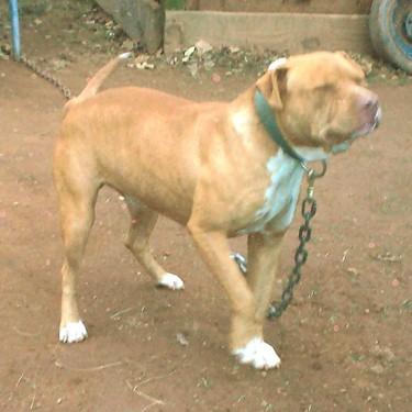 Towlers Boss Front Pit Bull.jpg